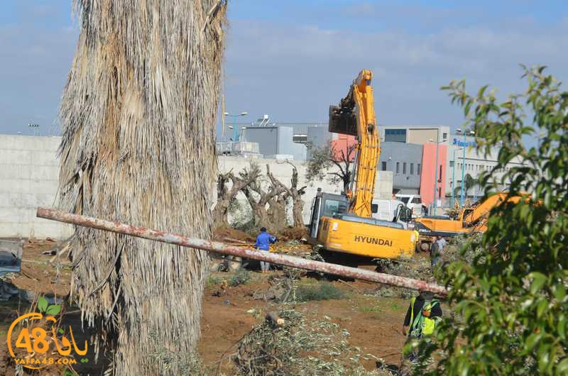 hadm ramla zatoen (9).JPG